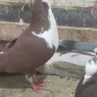 چادری نر مست مست