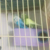 دوعدد مرغ عشق