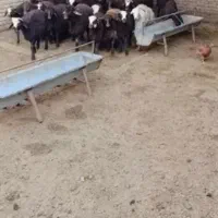 بره نرینه غزه غزل افشاری