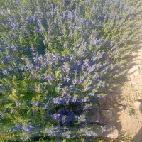 بادرشبی درجه یک