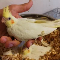 جوجه عروس لوتینو سرلاکی|پرنده|بوکان, |دیوار