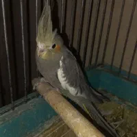 جوجه عروس هلندی|پرنده|قدس, شهرقدس|دیوار