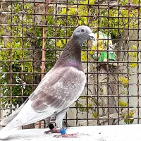 پلاکی استعلام مسابقه