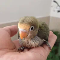 برزیلی  رنگ خاص و شیطون