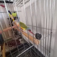 طوطی گرینچیک