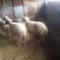 میش گوسفند بره