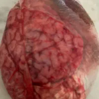 مغز و زبان شتر
