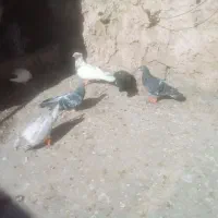 شش عدد کبوتر|پرنده|مشهد, چهاربرج|دیوار