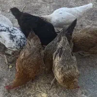 مرغ تخمگذار محلی