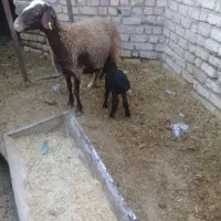 شیشک میش