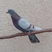 گرفتنی|پرنده|قم, شاه سید علی|دیوار