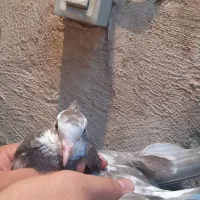کبوتر دم قهوه‌ای