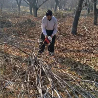 برش و خریداری چوب درختان