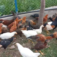 مرغ و خروس طبیعی دورگه