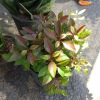 فروش خانگی گل طبیعی