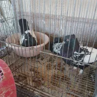 کبوتر بهبهونی|پرنده|برازجان, |دیوار