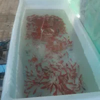 ماهی گلی قرمز|ماهی|تکاب, |دیوار