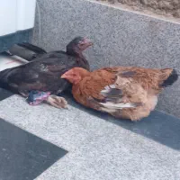 یک جفت مرغ تخم گذار