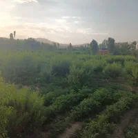 زمین کشاورزی|فروش دفتر صنعتی، کشاورزی، تجاری|انزل, |دیوار