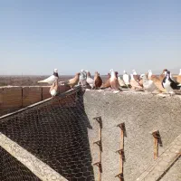 کبوتر|پرنده|نیشابور, فضل|دیوار