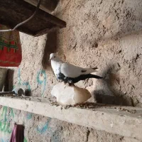 کبوتر|پرنده|ایوان, |دیوار