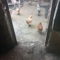 مرغ برهماوغوغاز|حیوانات مزرعه|بروجرد, |دیوار