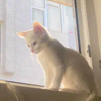 واگذاری گربه