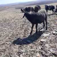 بره قوچ|حیوانات مزرعه|فرمهین, |دیوار