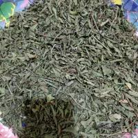 نعناع فلفلی|عمدهفروشی|جنت, |دیوار