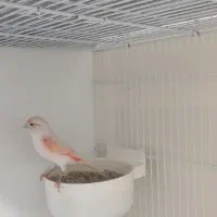 جفت قناری موزاییکی|پرنده|بیرجند, |دیوار