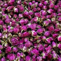 غنچه داراب و لاله زار 10تن موجود هستش امسالی