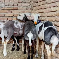 سلام ۱۴عدد گوسفند توقلی ماده پلنگی زیر قوچی داشتی