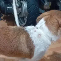 واگزاری سگ اشپیتزماده معاوضه