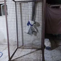 تنور|اجاق گاز و لوازم برقی پخت‌وپز|فلاورجان, |دیوار