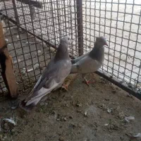 کبوتر