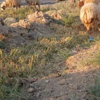 گوسفند مطافیل ومضاریع۲۰ عدد