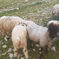 یه شیشک چاق چاق با یه بره چاق پاک سالم