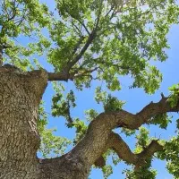 فروش باغ میوه