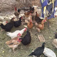 مرغ محلی اصل کرک شو