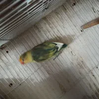 کوتوله برزیلی طوطی برزیلی|پرنده|قوچان, |دیوار