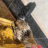 خروس جوان