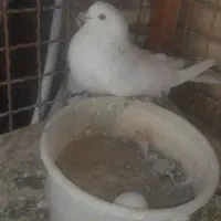 کبوتر  وسنجابی وسرخ وسورخپوستی کبوتر پرشی