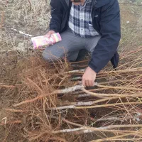 نهال گلابی پرتقالی