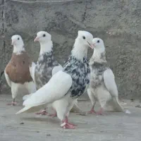 قفس کبوتر معاوضه