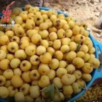 زال زالک تازه
