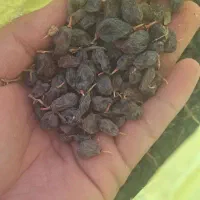 آفتویی بونات