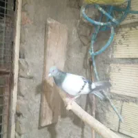 فیروزه کاکلی