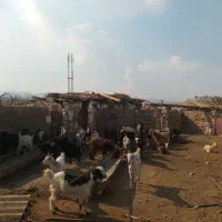 گوشت کهره چبیش