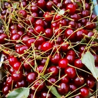 فروش آلبالو محلی
