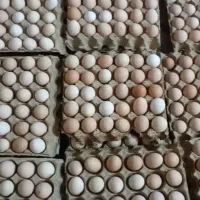 تخم نطفه دار مرغ